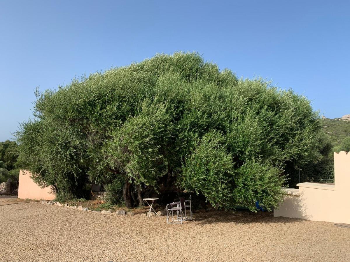 Stazzu Nuraghe Mannucciu Guest House Rena Majore Exterior photo
